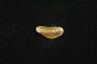藏品(河殼菜蛤(沼蛤))的圖片